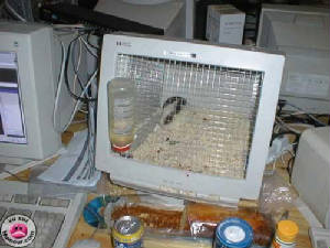 oldcomputeruse4.jpg