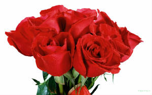 rose-flowers.jpg